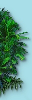 Right Border