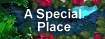 A Special 	Place